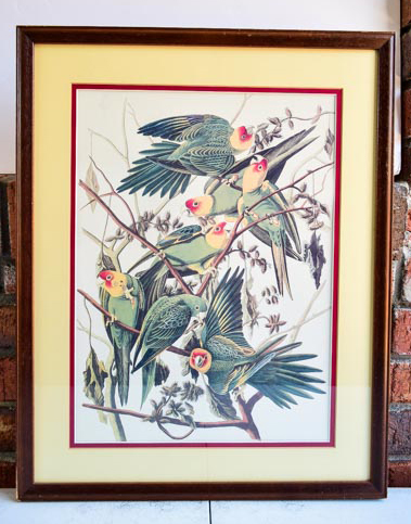 Pair of Framed Bird Prints and an Audubon Lithograph