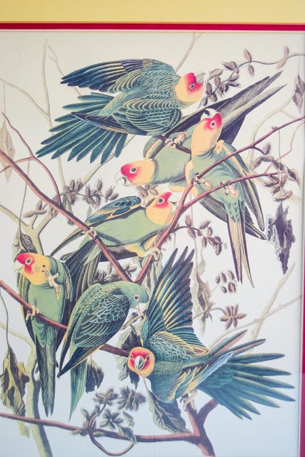 Pair of Framed Bird Prints and an Audubon Lithograph