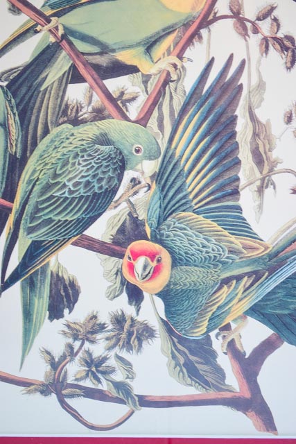 Pair of Framed Bird Prints and an Audubon Lithograph