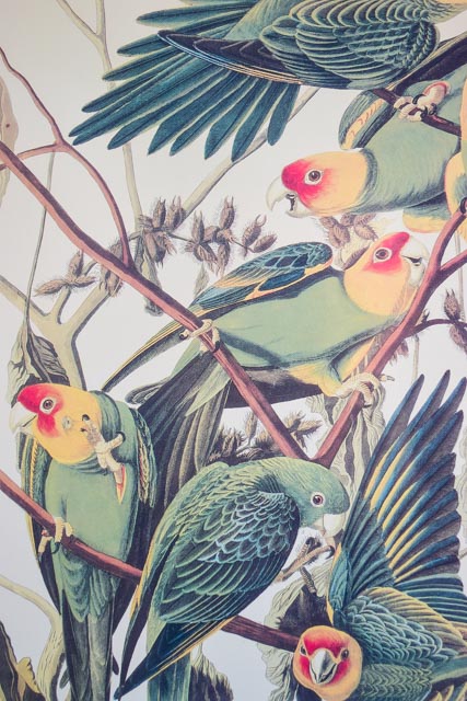 Pair of Framed Bird Prints and an Audubon Lithograph