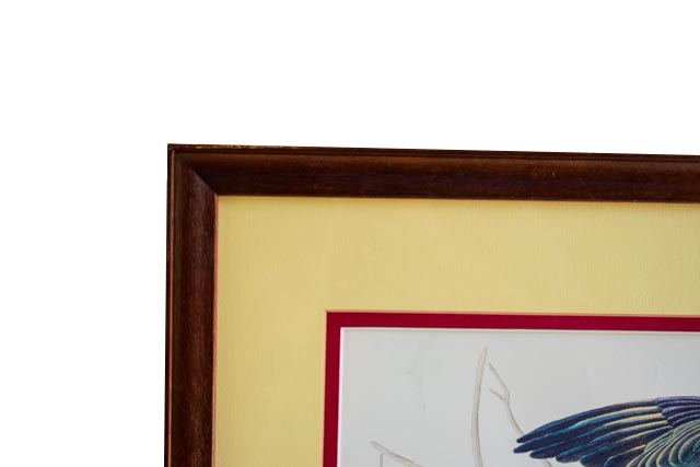 Pair of Framed Bird Prints and an Audubon Lithograph