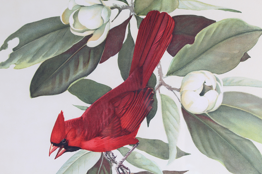 Roger Tory Peterson Offset Lithograph of "Cardinal No. 2"