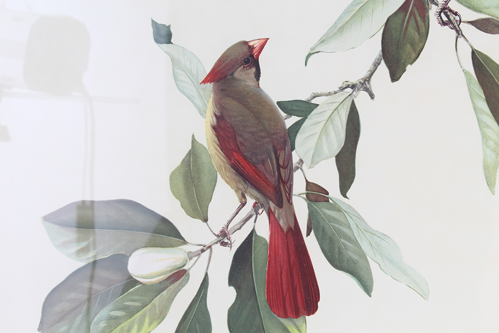 Roger Tory Peterson Offset Lithograph of "Cardinal No. 2"