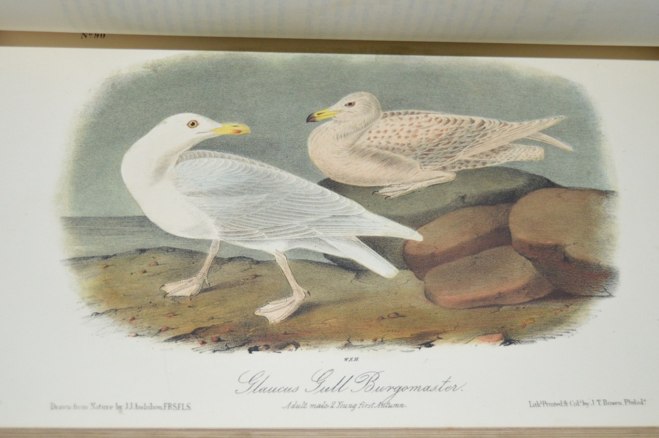 "The Birds of America" Fifth Octavo Edition Complete Set by J.J. Audubon