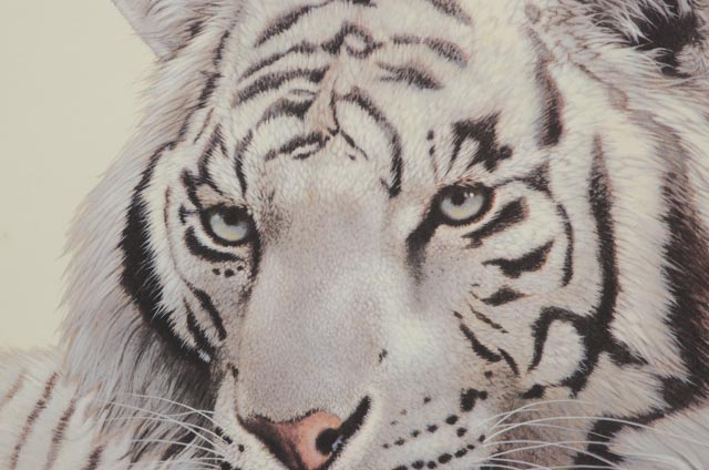 Jim Oliver Signed Print "White Tiger"