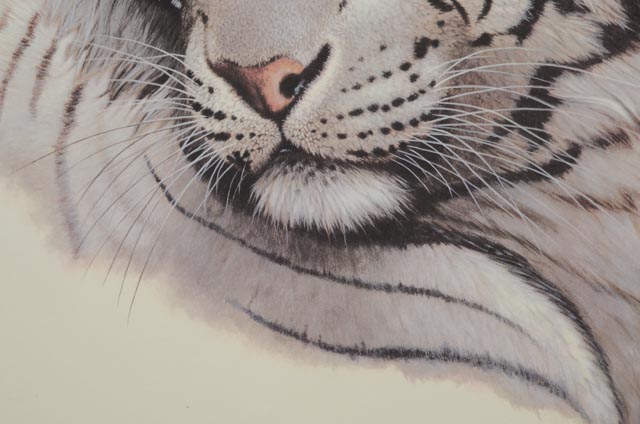 Jim Oliver Signed Print "White Tiger"