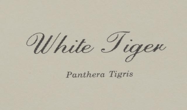 Jim Oliver Signed Print "White Tiger"