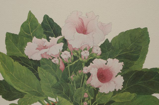 Pair of Sandra Tommela Floral Reproduction Prints