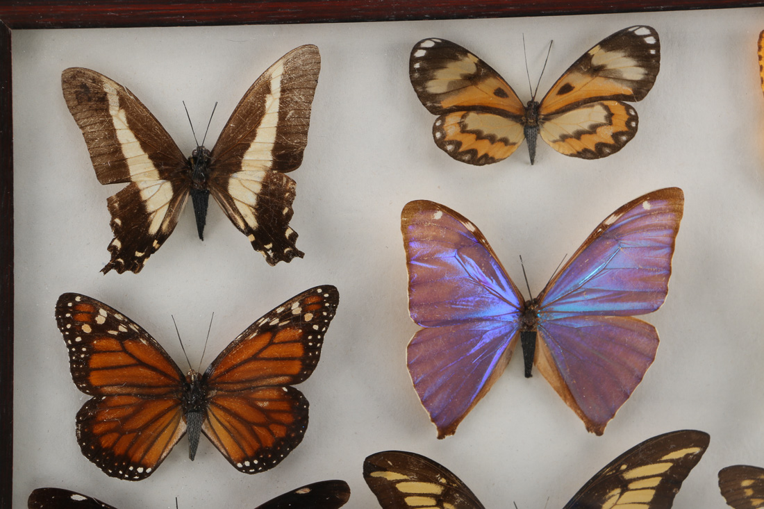 Framed Butterfly Collection
