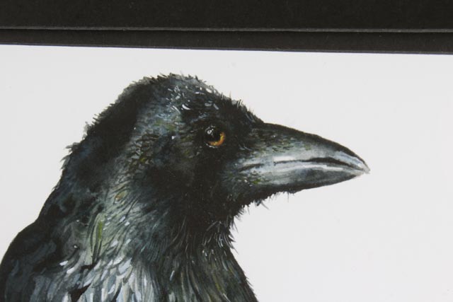 Signed Amber Alexander Watercolor Depiction of a Raven