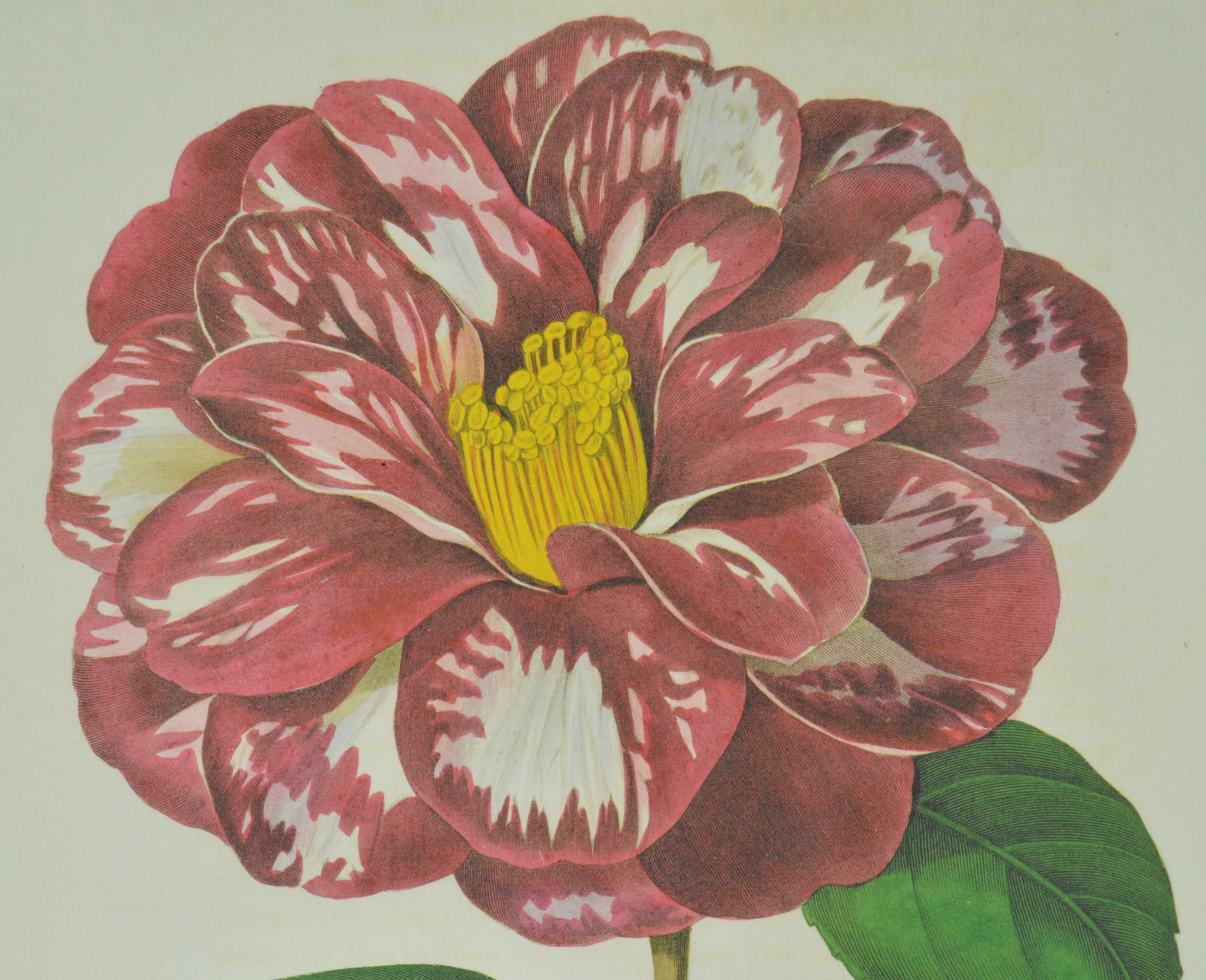 Framed Botanical Offset Lithograph of Camellia