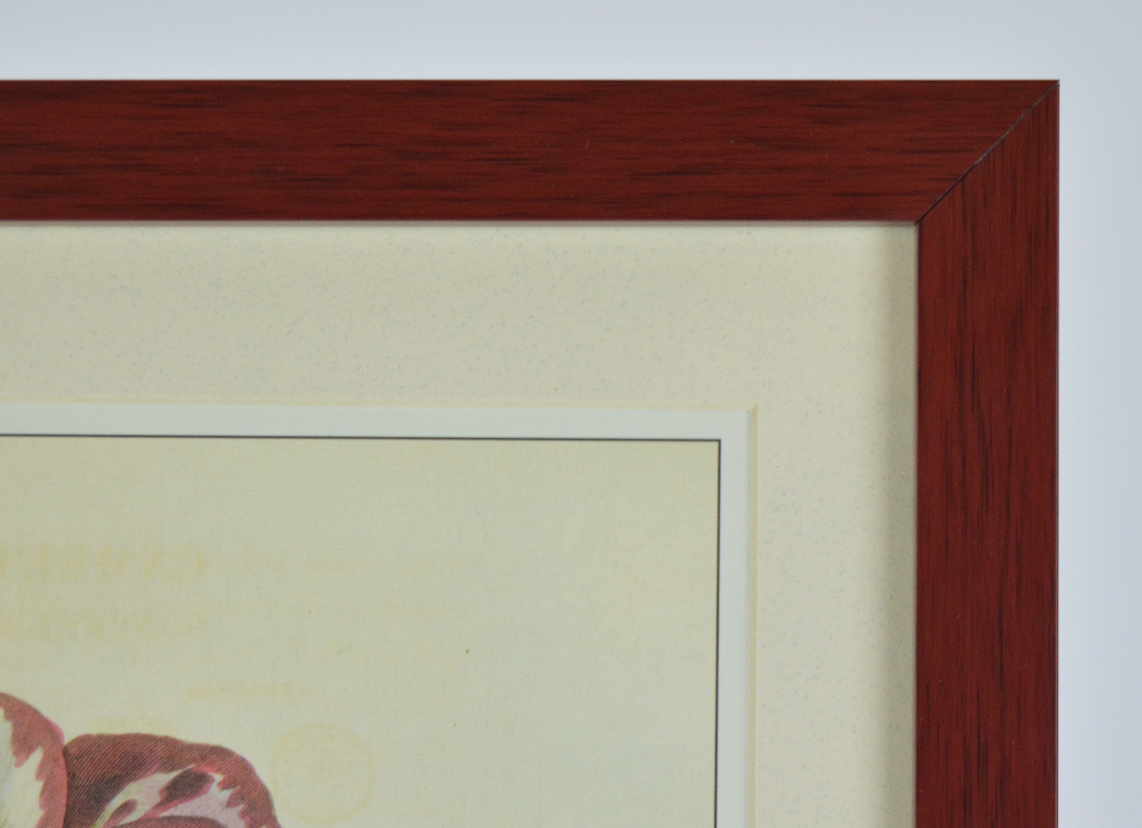 Framed Botanical Offset Lithograph of Camellia