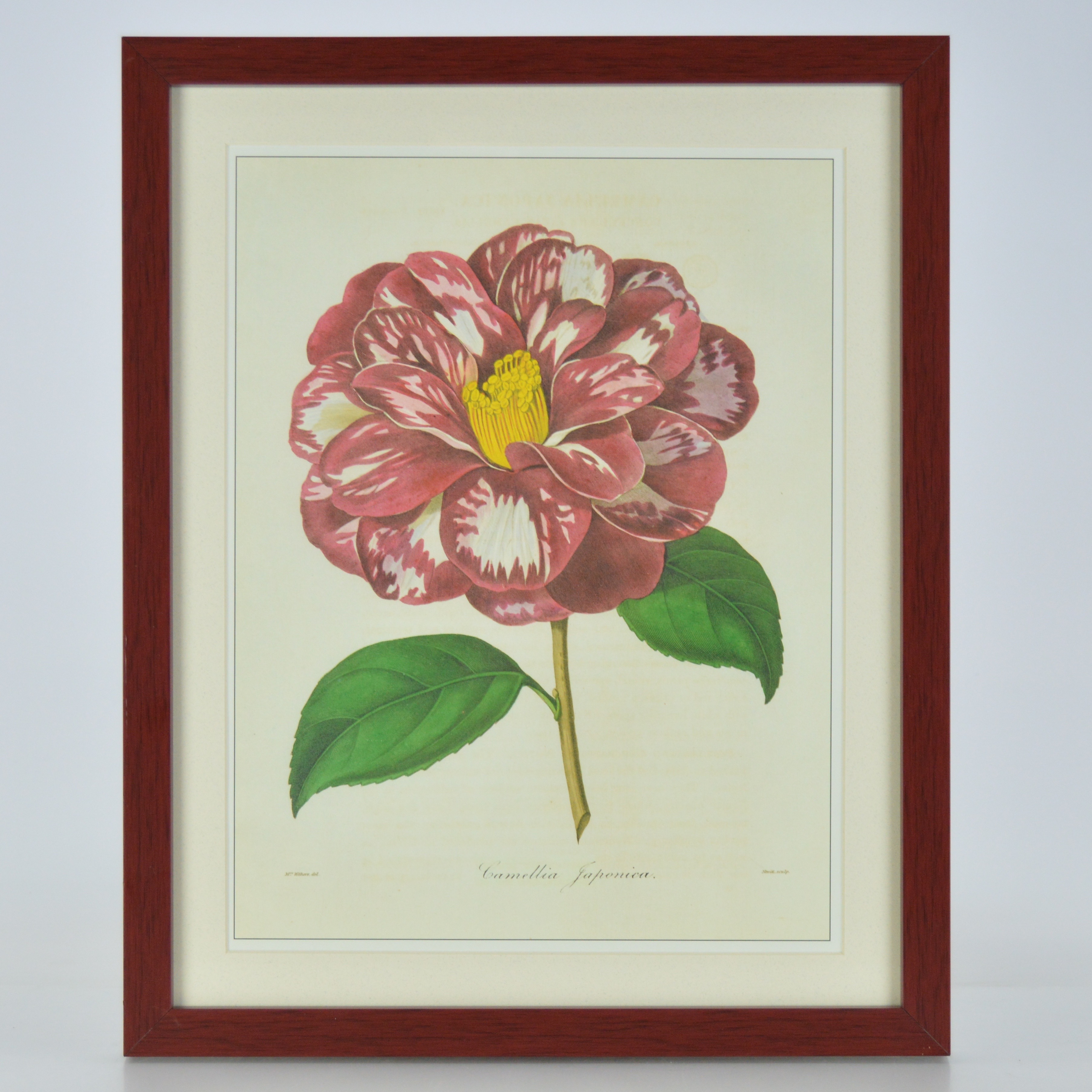 Framed Botanical Offset Lithograph of Camellia