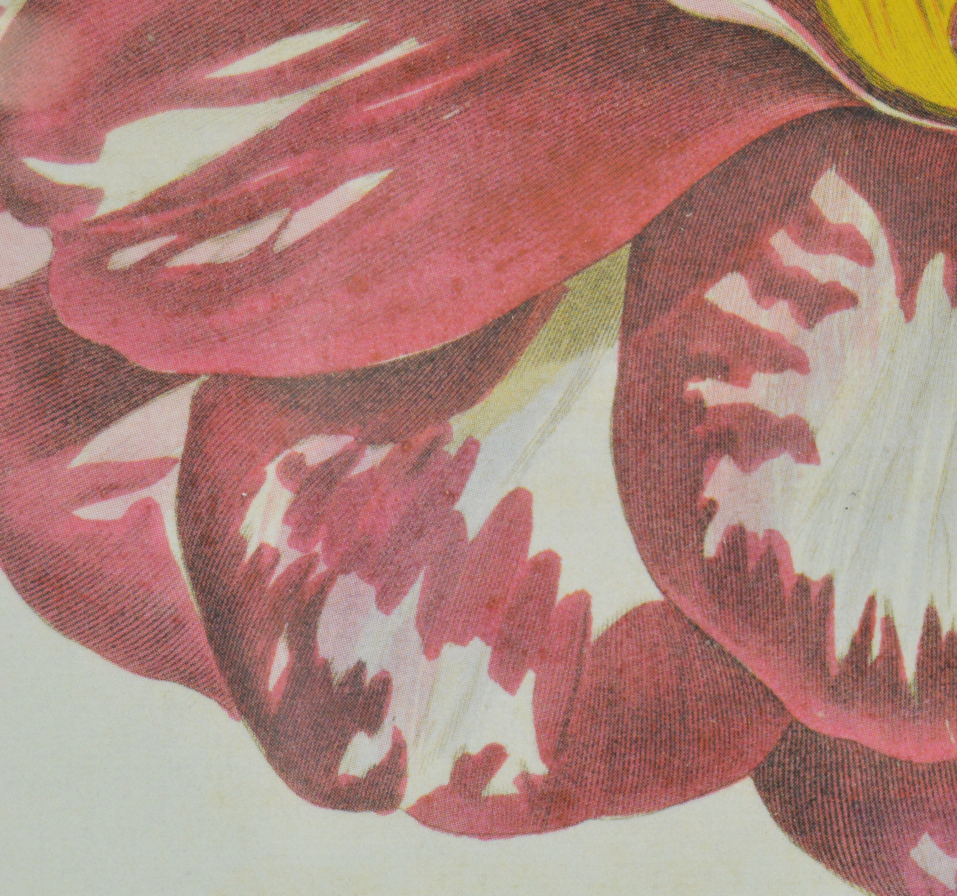 Framed Botanical Offset Lithograph of Camellia