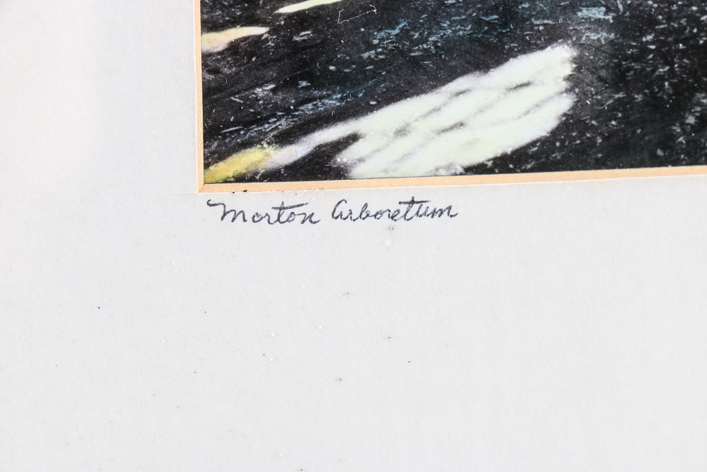 Karen D. Abbott Framed Hand-colored Photograph