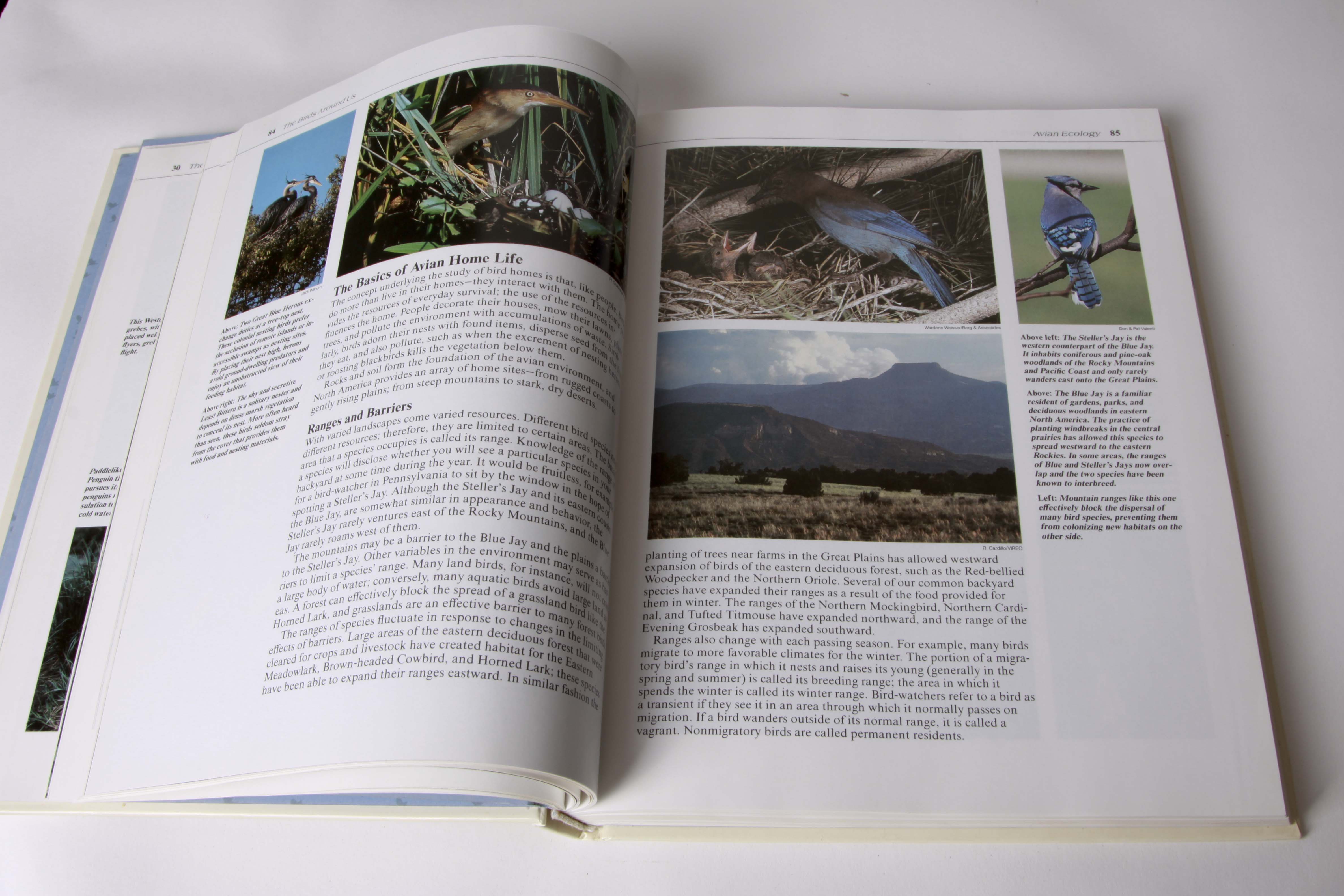 BIrd Figurine Assortment