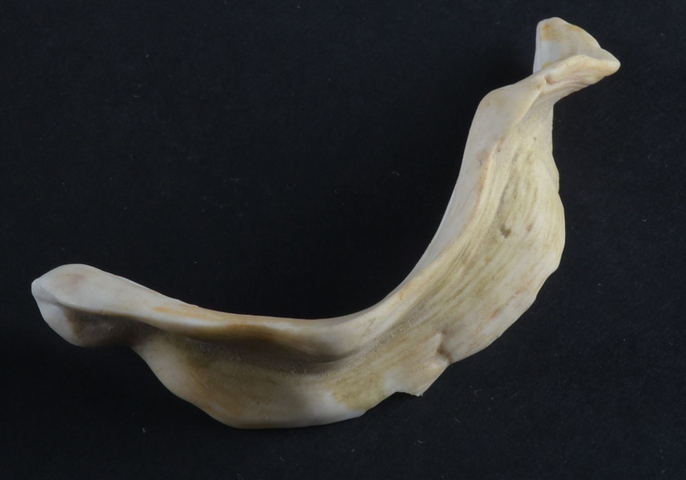 Cybis Turkey Porcelain Figurine