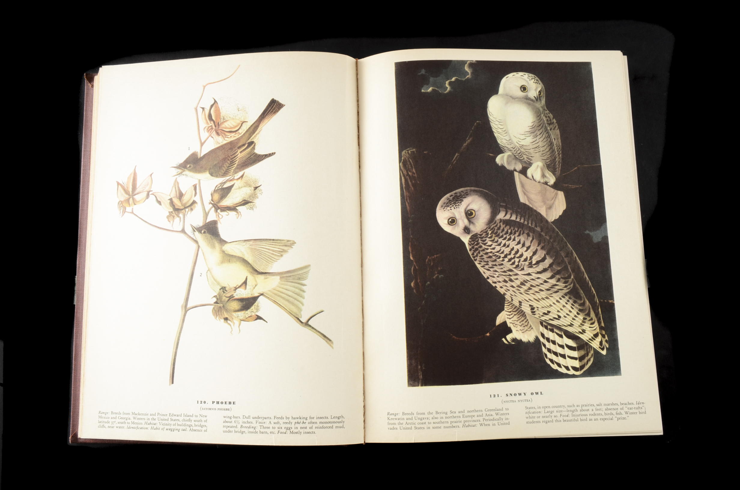 John James Audubon "The Birds of America" Signed by Aloyisus Audubon