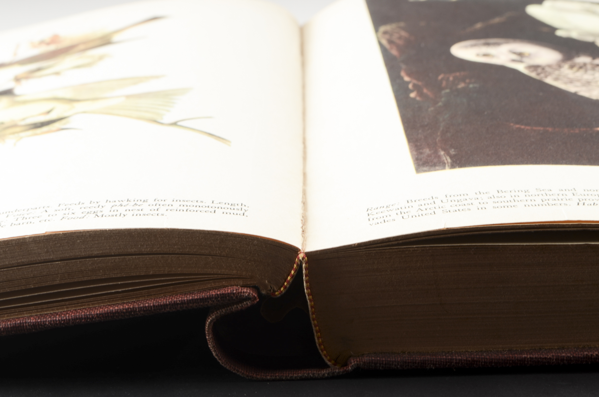 John James Audubon "The Birds of America" Signed by Aloyisus Audubon