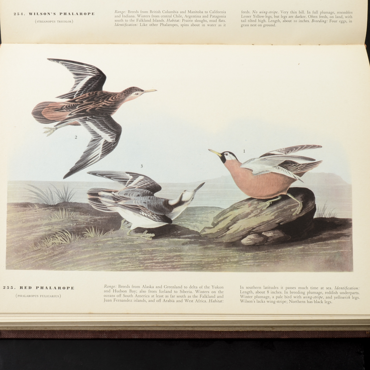 John James Audubon "The Birds of America" Signed by Aloyisus Audubon