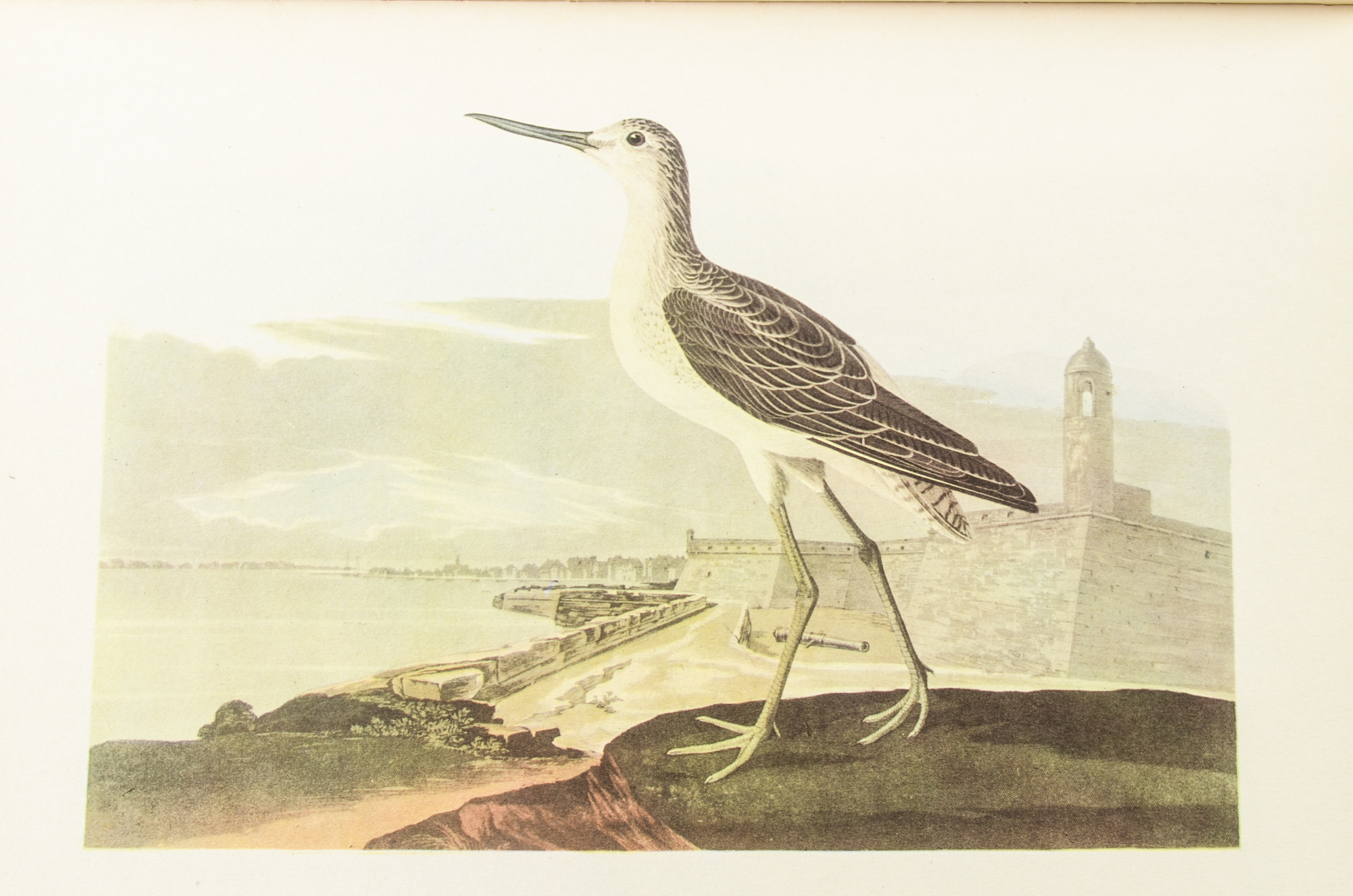 John James Audubon "The Birds of America" Signed by Aloyisus Audubon