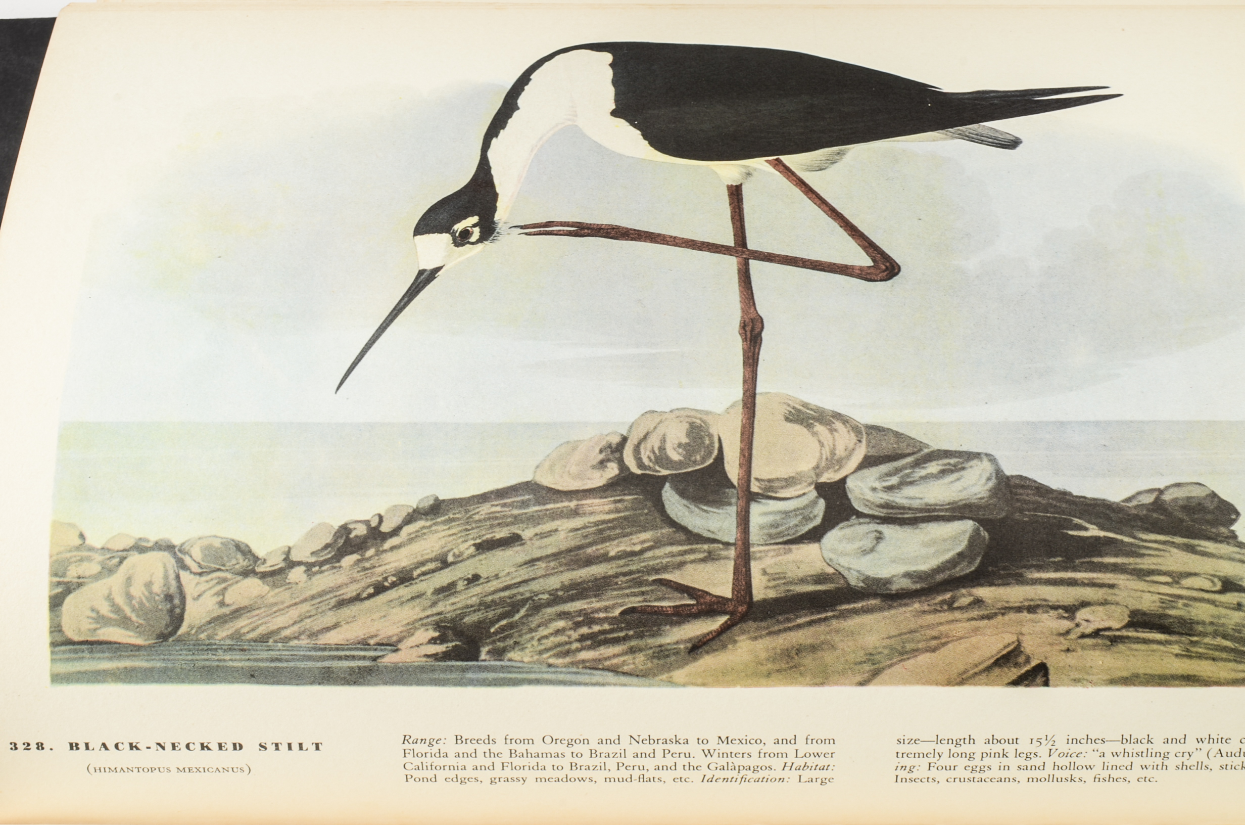 John James Audubon "The Birds of America" Signed by Aloyisus Audubon