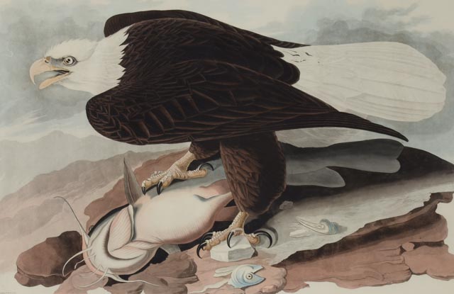 John J. Audubon Hand Colored Aquatint With Engraving