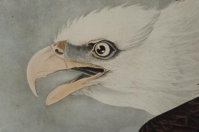 John J. Audubon Hand Colored Aquatint With Engraving