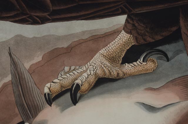 John J. Audubon Hand Colored Aquatint With Engraving