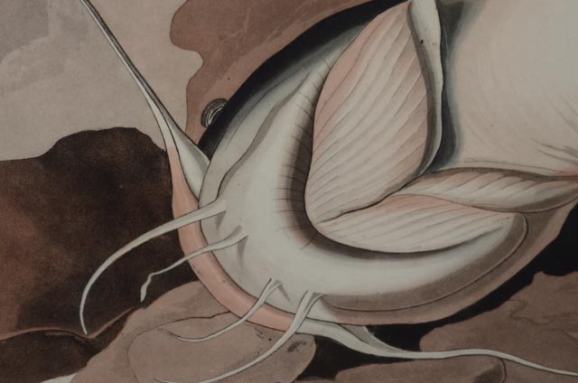 John J. Audubon Hand Colored Aquatint With Engraving