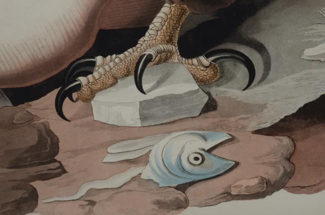 John J. Audubon Hand Colored Aquatint With Engraving