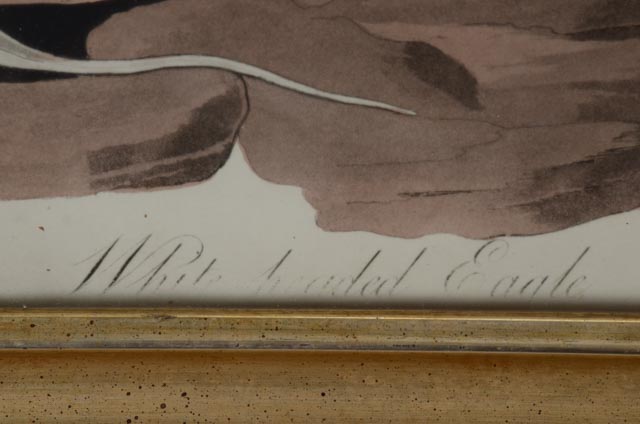 John J. Audubon Hand Colored Aquatint With Engraving