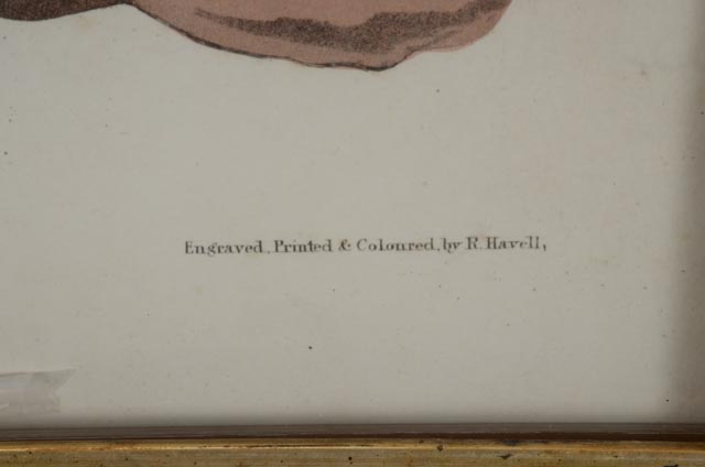 John J. Audubon Hand Colored Aquatint With Engraving