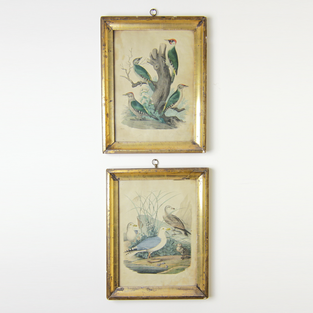 Bird Engraving Prints