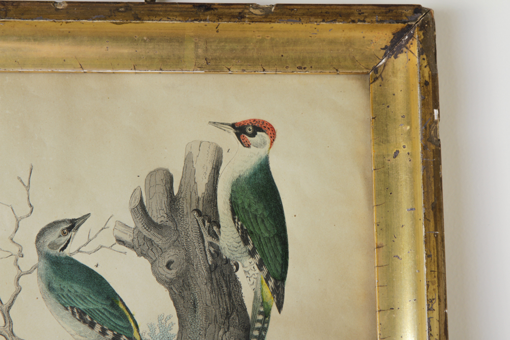 Bird Engraving Prints