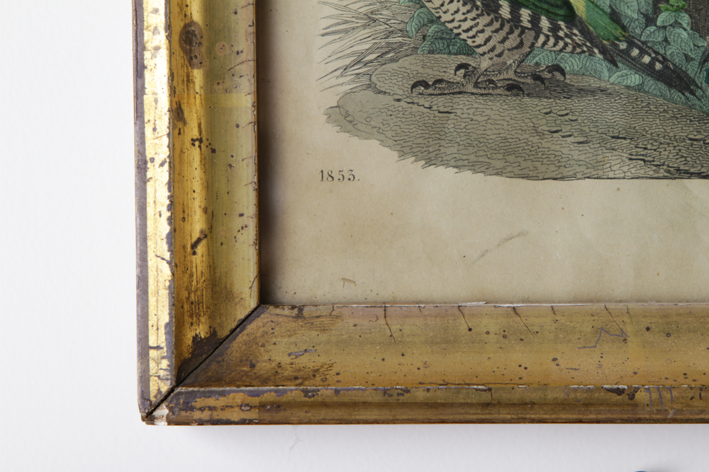 Bird Engraving Prints