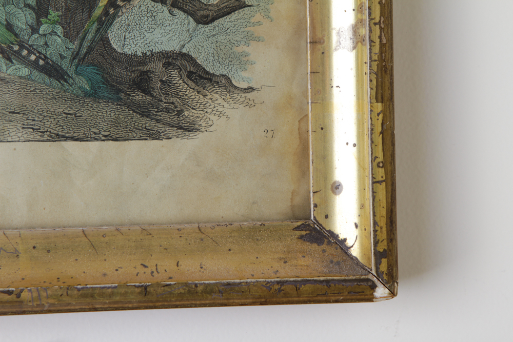 Bird Engraving Prints