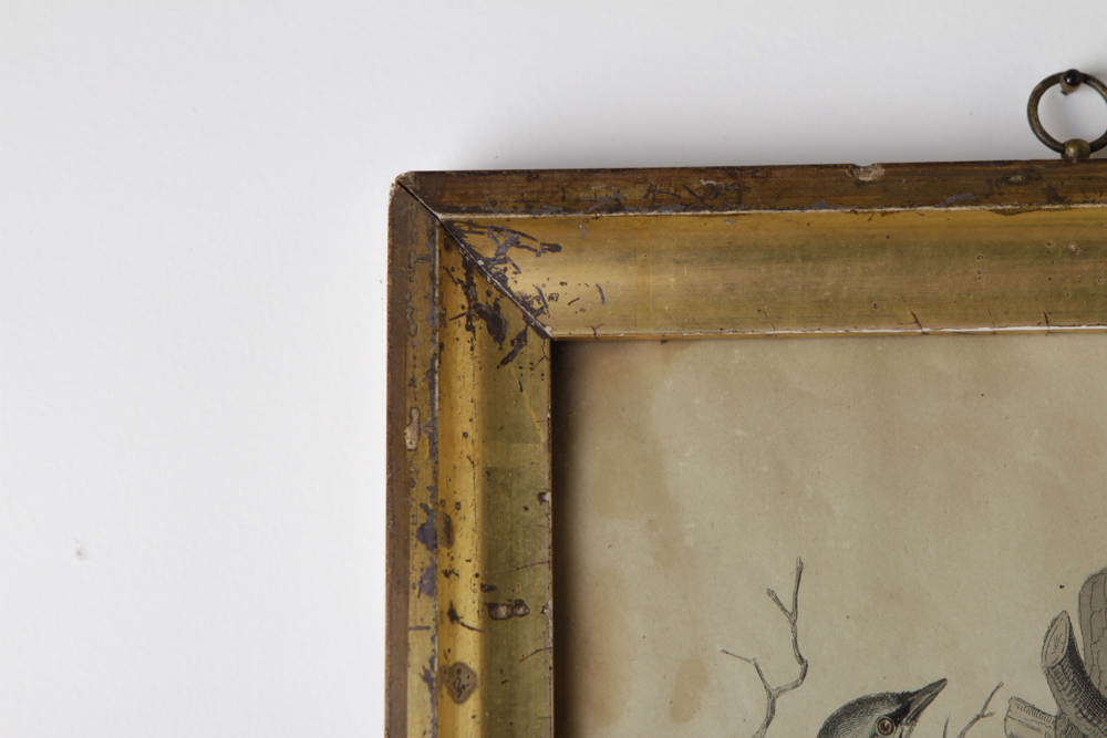 Bird Engraving Prints