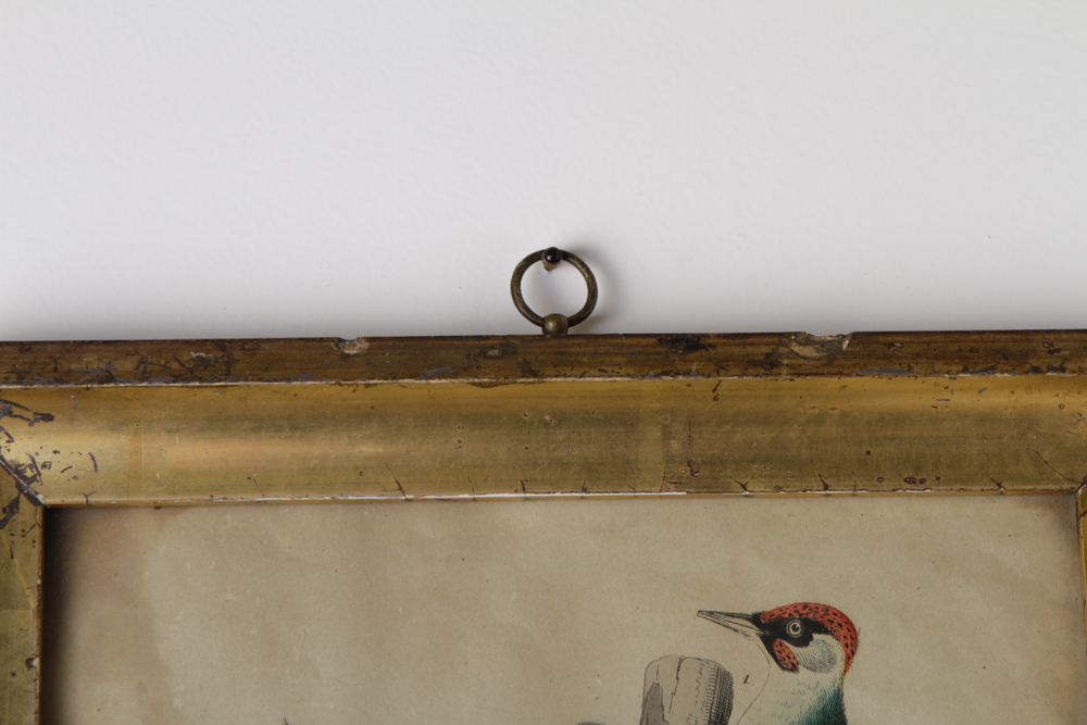 Bird Engraving Prints