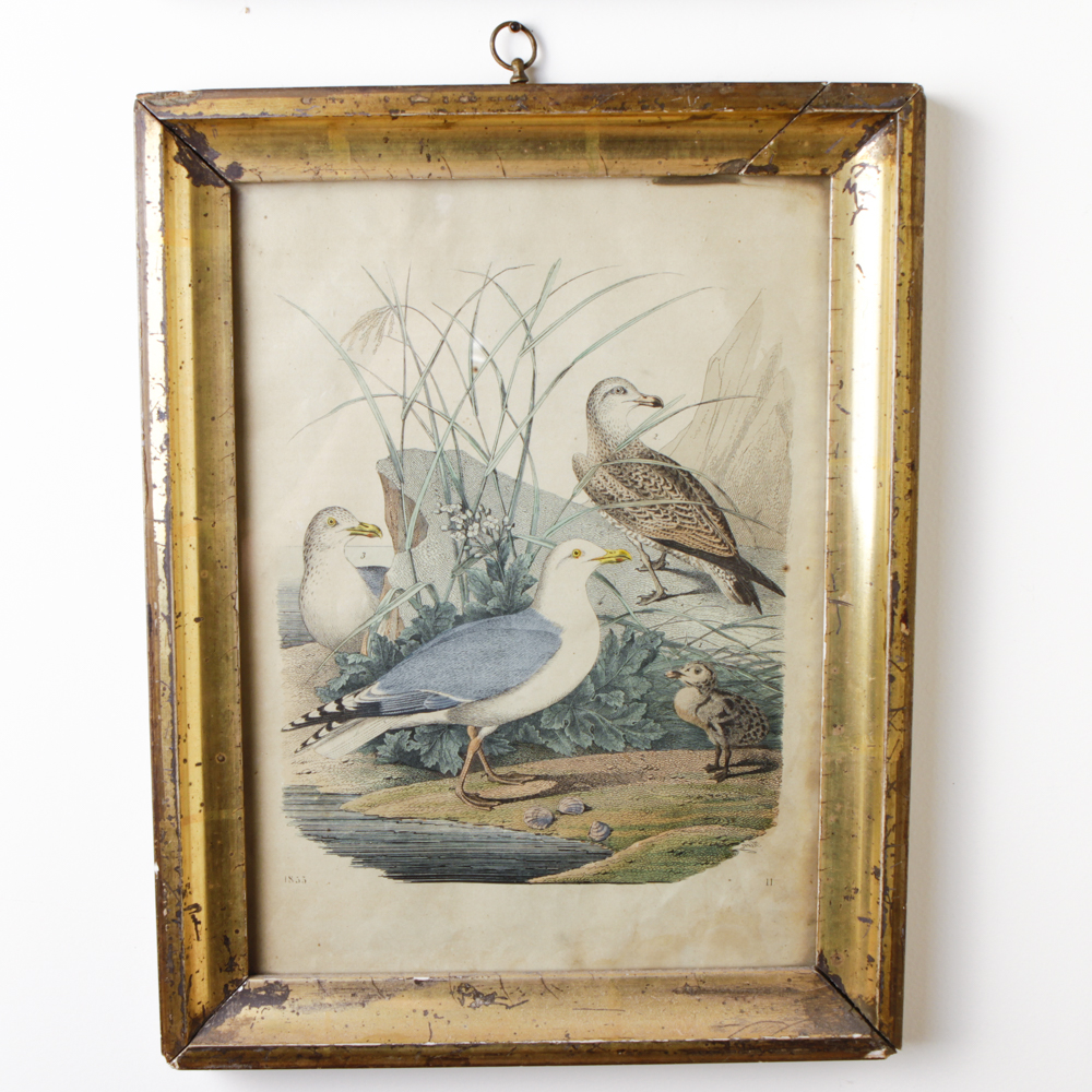 Bird Engraving Prints