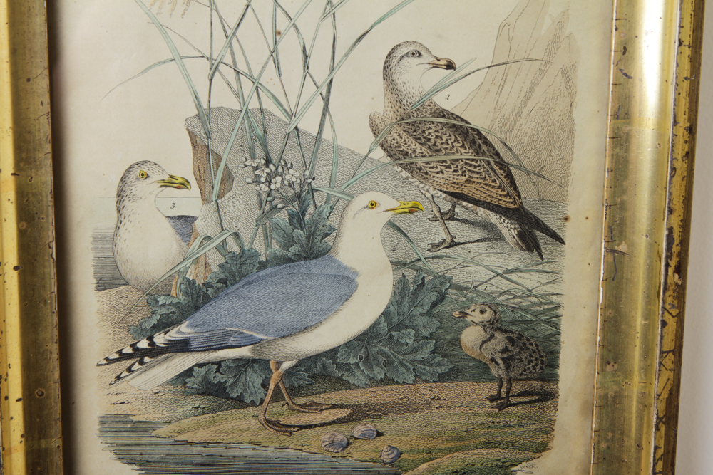 Bird Engraving Prints