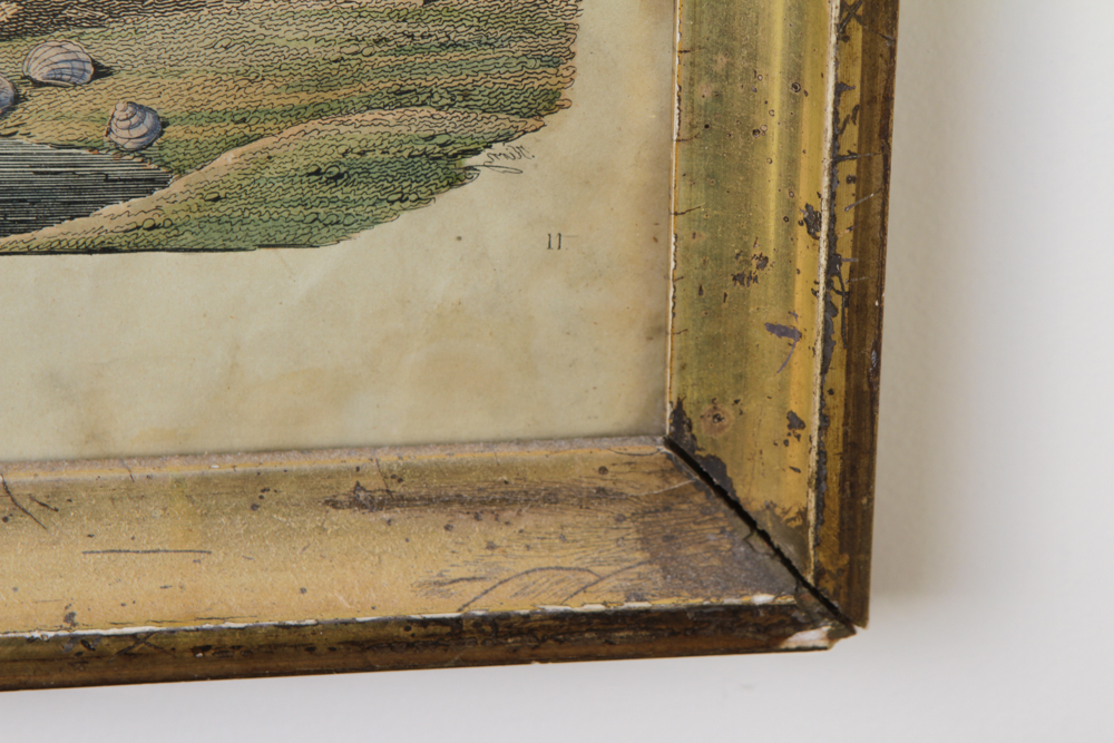 Bird Engraving Prints