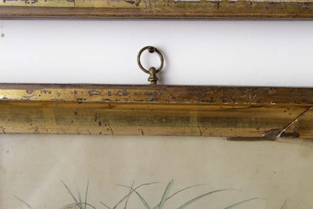 Bird Engraving Prints