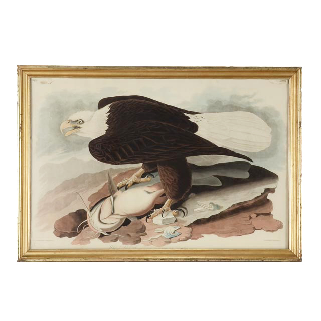 John J. Audubon Hand Colored Aquatint With Engraving