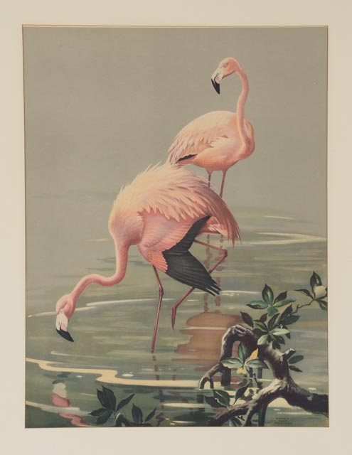 Roger Tory Peterson Offset Lithograph "Flamingos"
