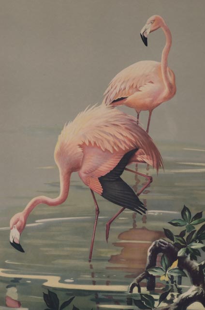 Roger Tory Peterson Offset Lithograph "Flamingos"