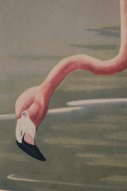 Roger Tory Peterson Offset Lithograph "Flamingos"