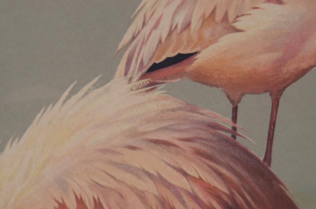 Roger Tory Peterson Offset Lithograph "Flamingos"