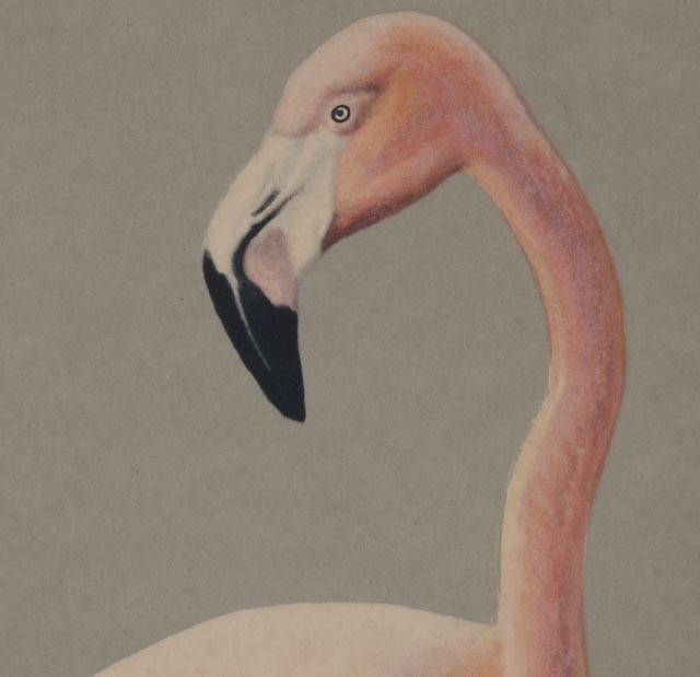 Roger Tory Peterson Offset Lithograph "Flamingos"