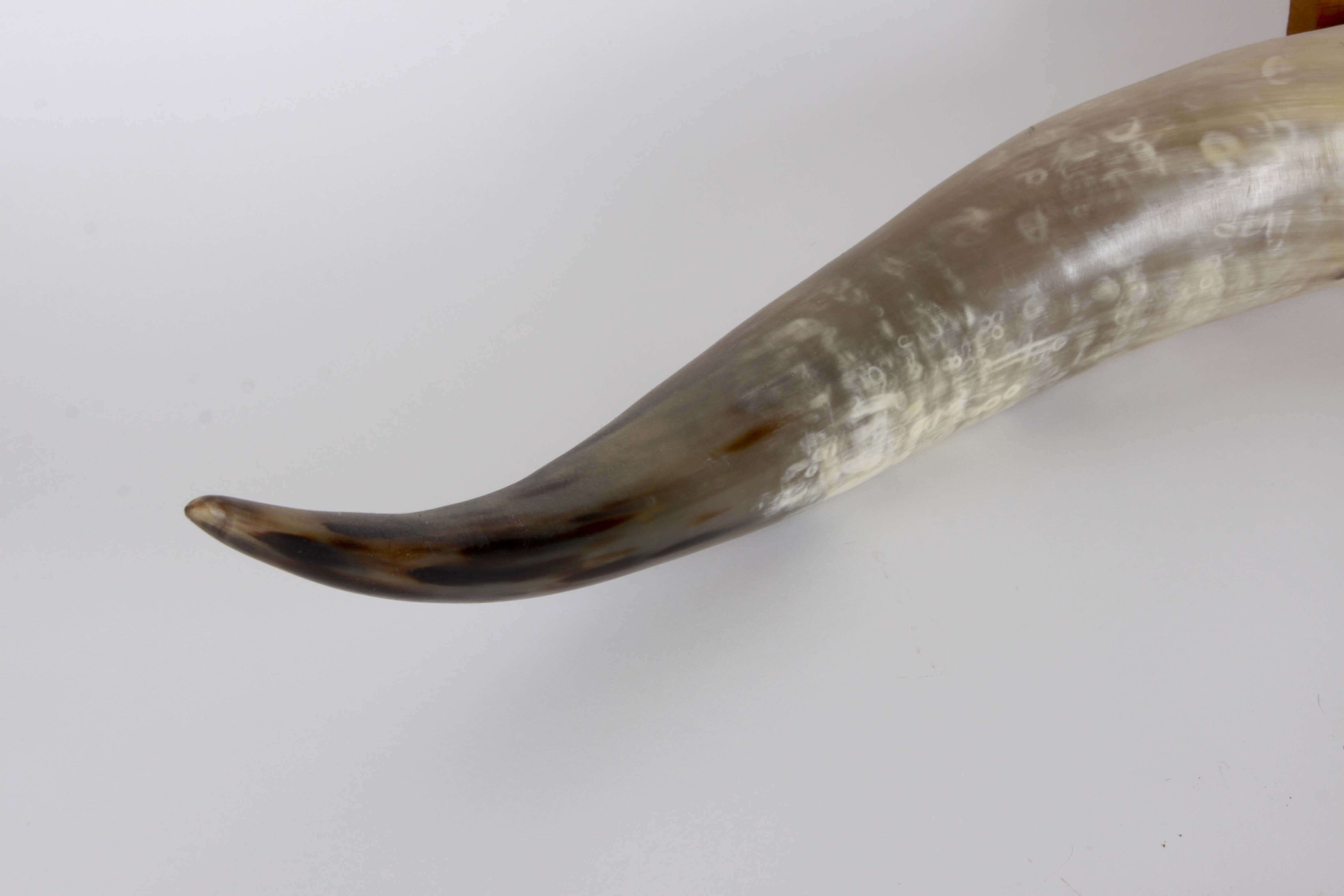 Genuine "Bevo Longhorns" Cotton Bowl Trophy